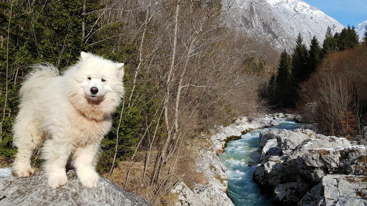 Bezgova Hisica Villa Bovec Dış mekan fotoğraf